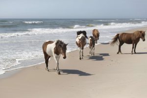 Assateague Island, Maryland