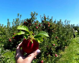 apple picking