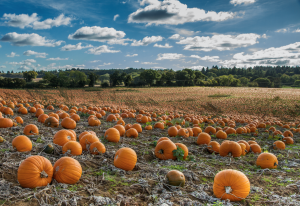pumpkin patch